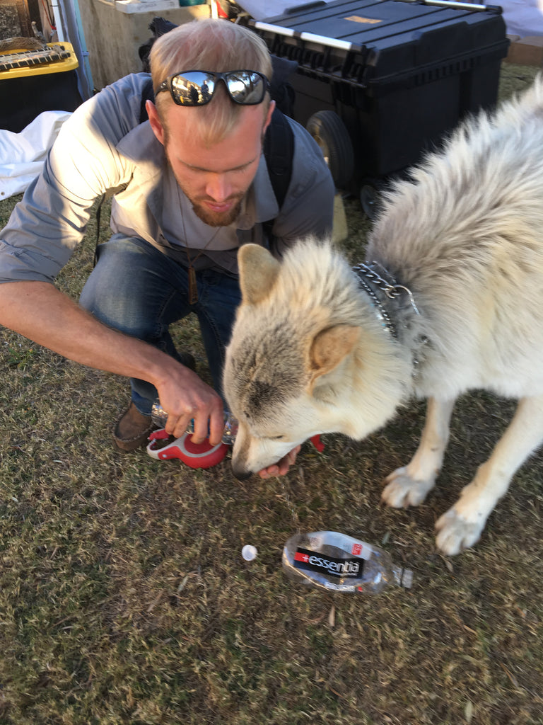 Wolf in the Desert Earrings